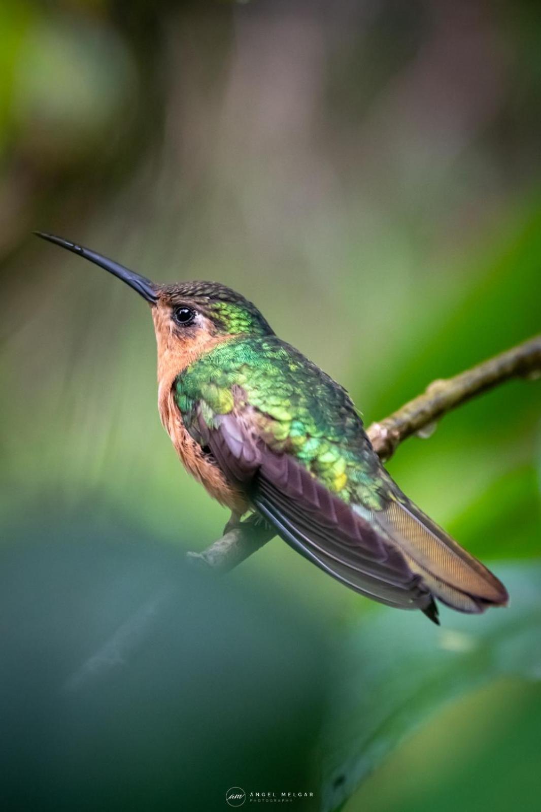 San Lucas Sacatepéquez Casa Carolinaゲストハウス エクステリア 写真